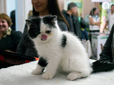 Міжнародна виставка котів у Львові