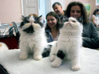 Міжнародна виставка котів у Львові