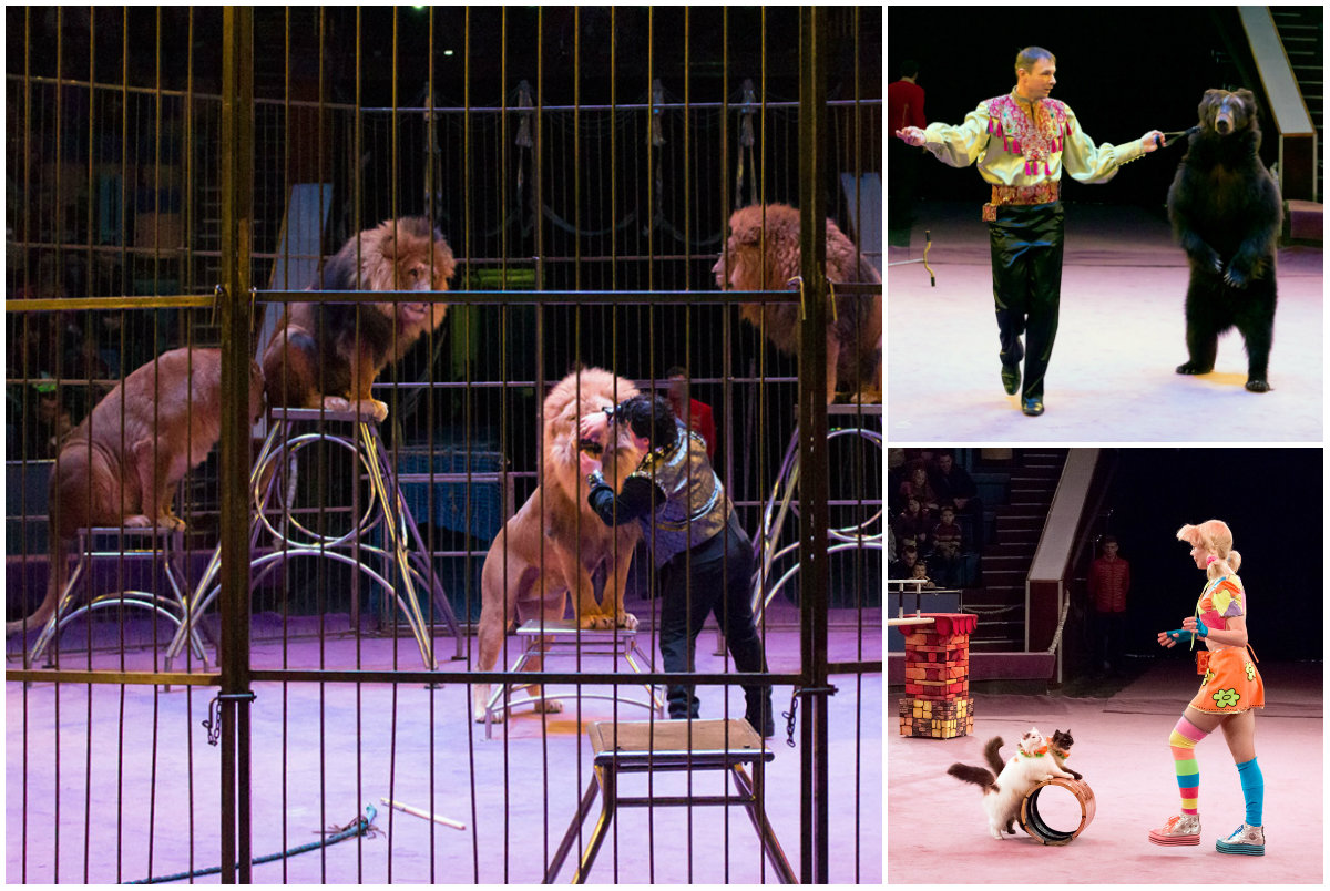 Леви, ведмеді та інші звірі в "Екстремальних забавах"