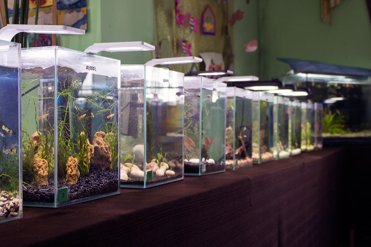 У Львові відкрили другу загальноміську виставку міні-акваріумів «Барви гуппі 2016»