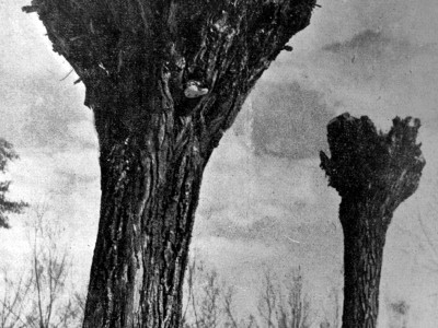 Роман Мирович. Два ветерани, сер. 1930-х рр. (Світло й Тінь. – 1938. – Ч. 8)