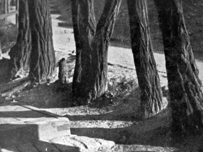 Роман Мирович. Старі пні, сер. 1930-х рр. (Світло й Тінь. – 1936. – Ч. 10/11)