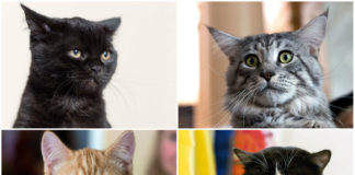 "Львівський джаз" у виконанні киць та котиків