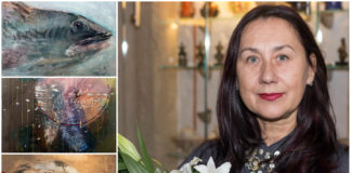 «Energy» Олени Звір захлеснула «Арт-галерею мадам Пальмгрен»