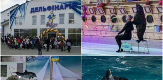 День народження «Оскара», або що дельфіни подарували дітям