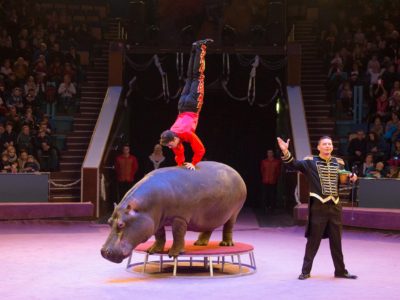 Атракціон екзотичних тварин під керівництвом Белуша Токача