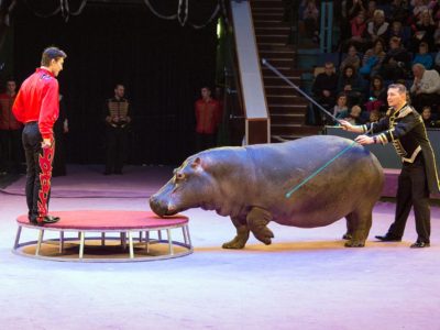 Атракціон екзотичних тварин під керівництвом Белуша Токача