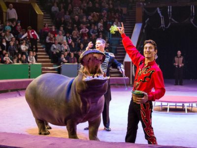 Атракціон екзотичних тварин під керівництвом Белуша Токача