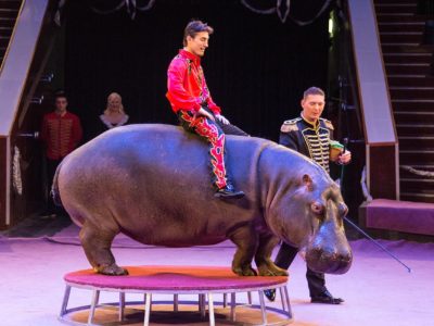 Атракціон екзотичних тварин під керівництвом Белуша Токача