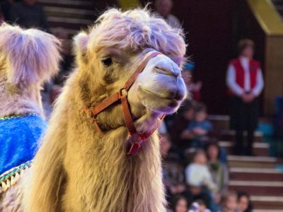 Атракціон екзотичних тварин під керівництвом Белуша Токача