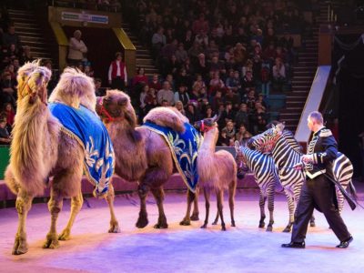 Атракціон екзотичних тварин під керівництвом Белуша Токача
