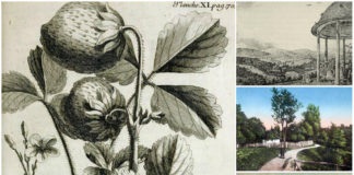 Трускавковий смак міста Трускавця