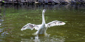Стрийський парк, 2017 р.