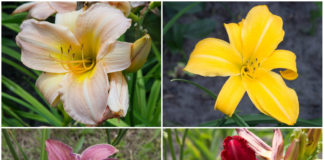 Магія цвітіння лілійника, або квітка лінивого інтелігента