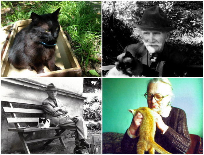 Пухнасті мешканці садиби Людкевича Пухнасті мешканці садиби Людкевича