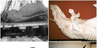 Мамонт і носоріг у тундро-степах Галичини