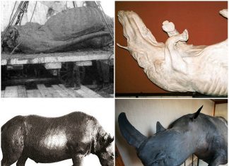 Мамонт і носоріг у тундро-степах Галичини