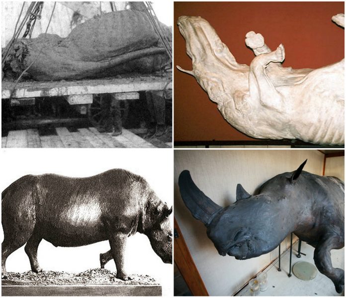 Мамонт і носоріг у тундро-степах Галичини Мамонт і носоріг у тундро-степах Галичини