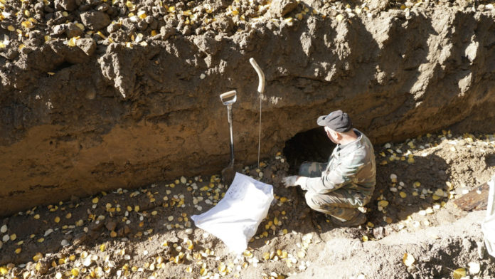 Ексгумація тіл німецьких солдатів Другої світової війни на колишньому військовому кладовищі