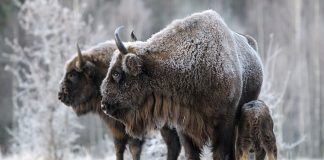 Шанувальників активного відпочинку запрошують на прогулянку із зубрами