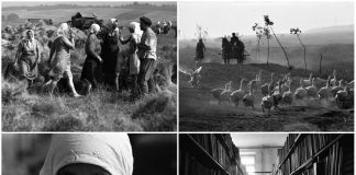 Будні села на Львівщині в 1970-х