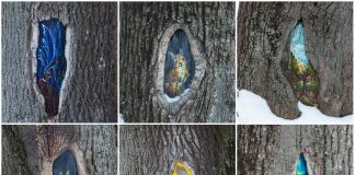 Шість картин одного львівського дерева