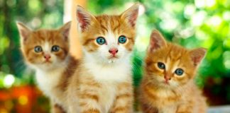 Львів′ян запрошують на благодійну виставку в підтримку притулку для тварин "Милосердя"