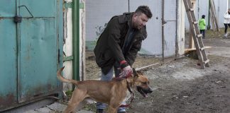 Волонтер, що прийшов вигуляти собаку, а може й знайти собі друга