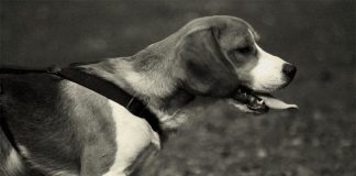 Мисливський собака