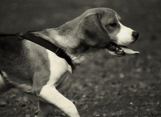 Мисливський собака