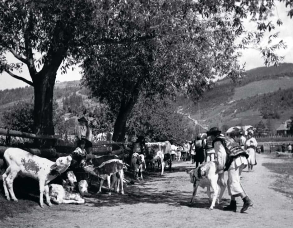Гуцули у Жаб'єму (тепер Верховина) виводять худобу на тваринний ринок. Більшість покупців на ньому - єврейські торгівці. До Другої світової війни США активно закуповували м'ясо в Польщі