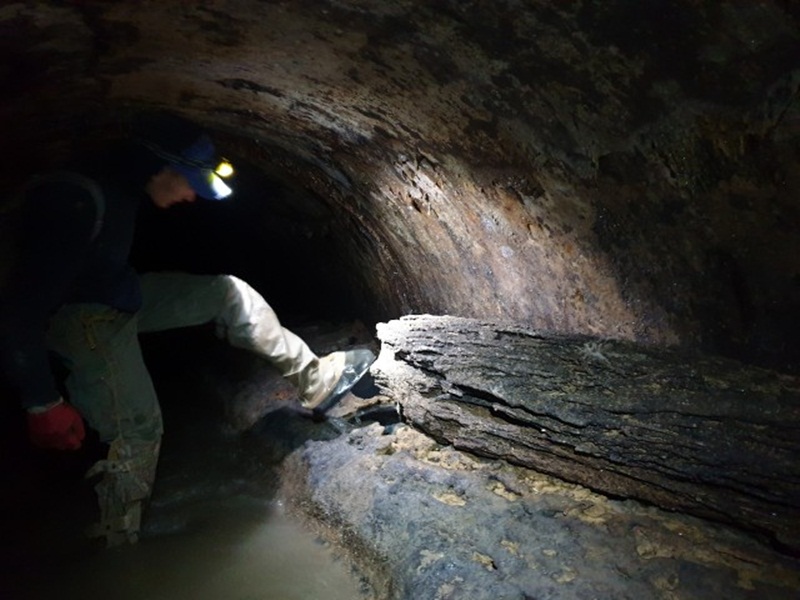 Закамянілий шматок дерева. Як він сюди потрапив?