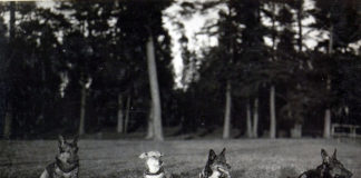 Дресирування собак на Львівщині, поч. ХХ ст.