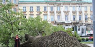200-річний ясен, що впав у центрі Львова, стане інтерактивним експонатом природничого музею