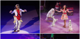 У Львівському цирку на вас нагавкають, вас обнюхають і... розважать