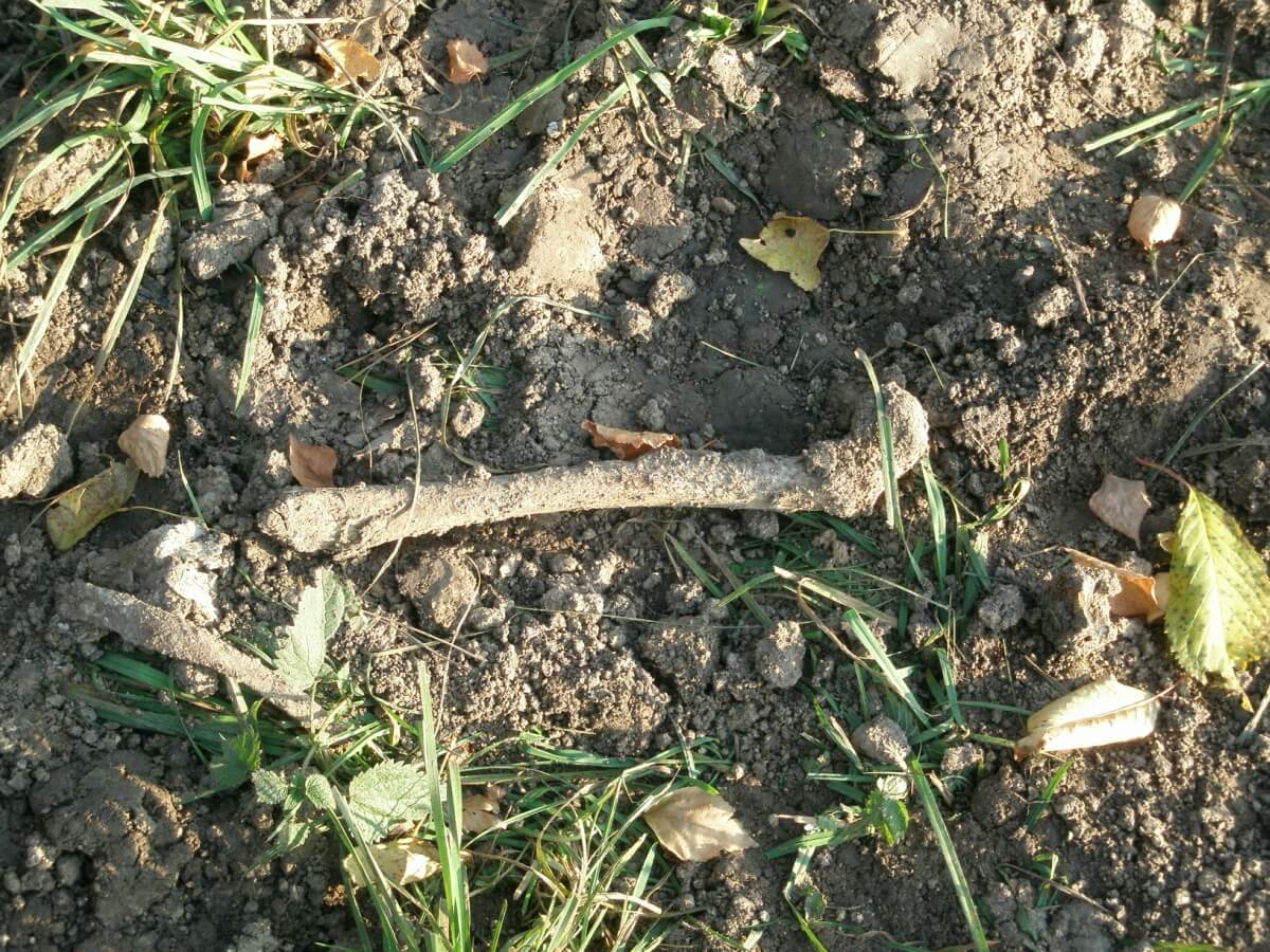 Імовірно людські рештки - наслідок роботи "чорних" археологів