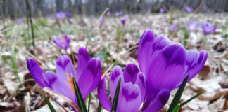 Шафран Гейфеля