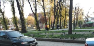 Під час карантину у Львові вулицями гуляють качки Качки на вулицях Львова