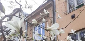 Львівщину вкрив цвіт магнолій. Фото: ФБ/Олена Мельник