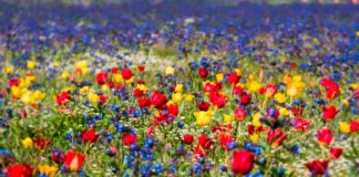 Поле диких тюльпанів