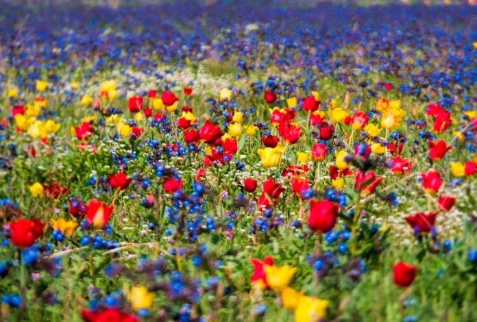 Поле диких тюльпанів