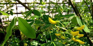 Цвіт золотого дощу