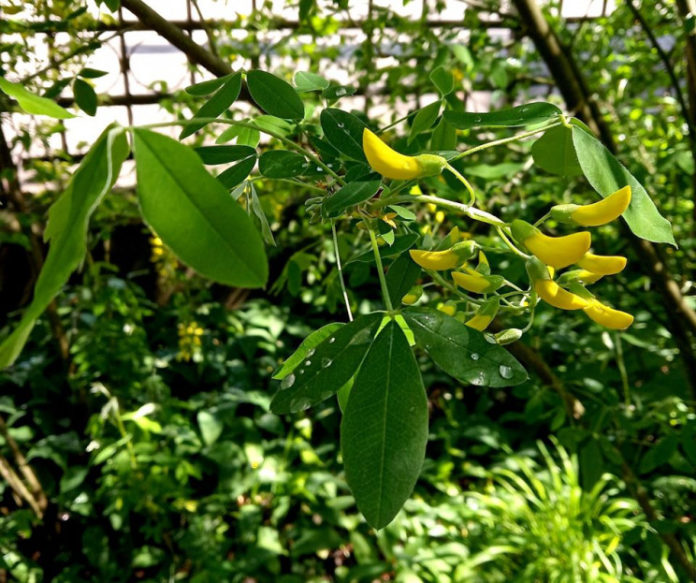 Цвіт золотого дощу