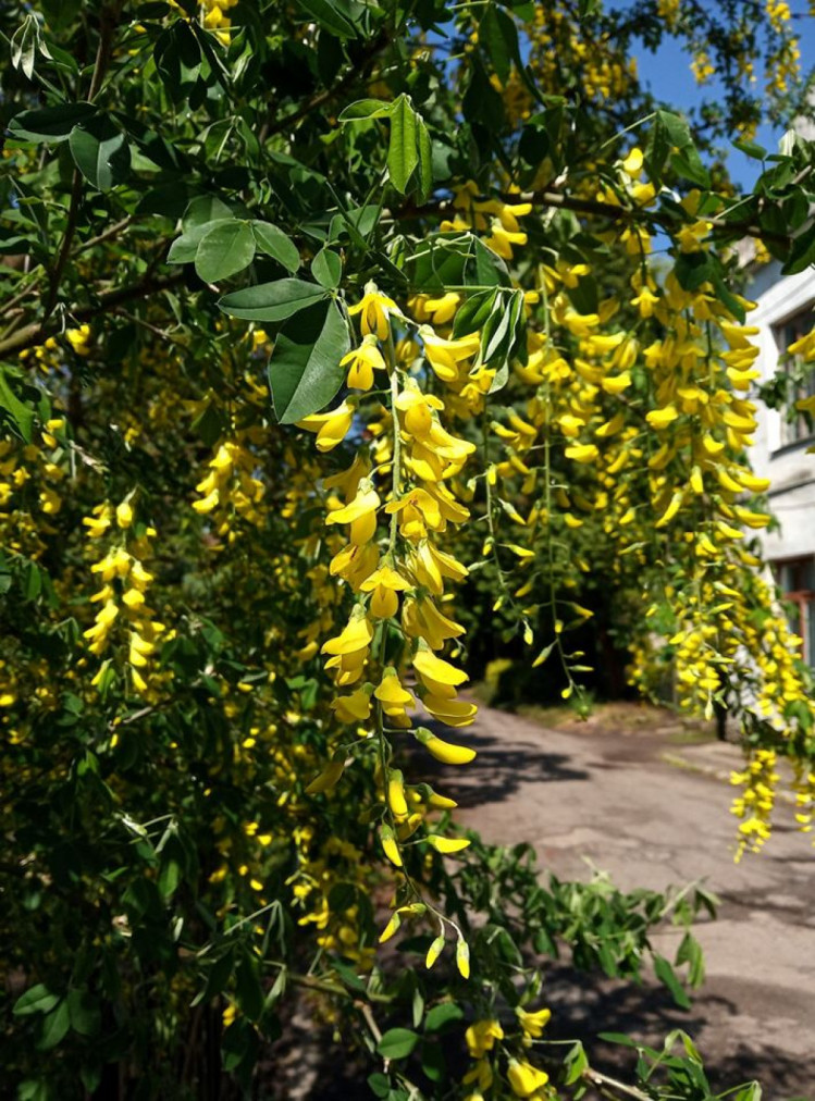 Цвіт золотого дощу