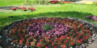 У Стрийському парку заквітли бегонії, сальвії та тагетис