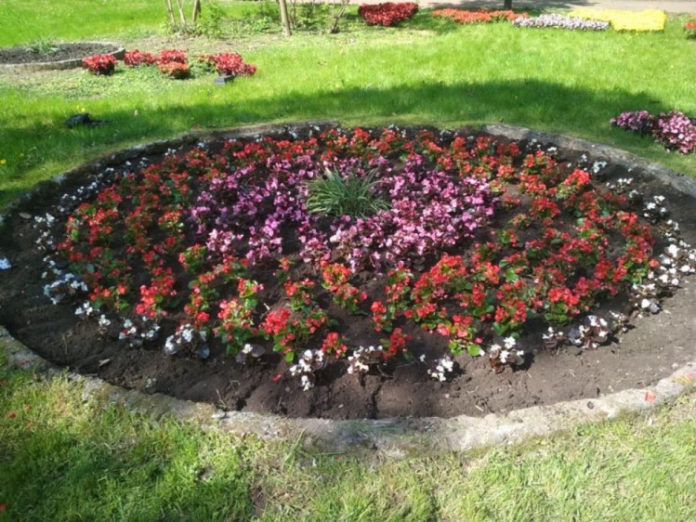 У Стрийському парку заквітли бегонії, сальвії та тагетис