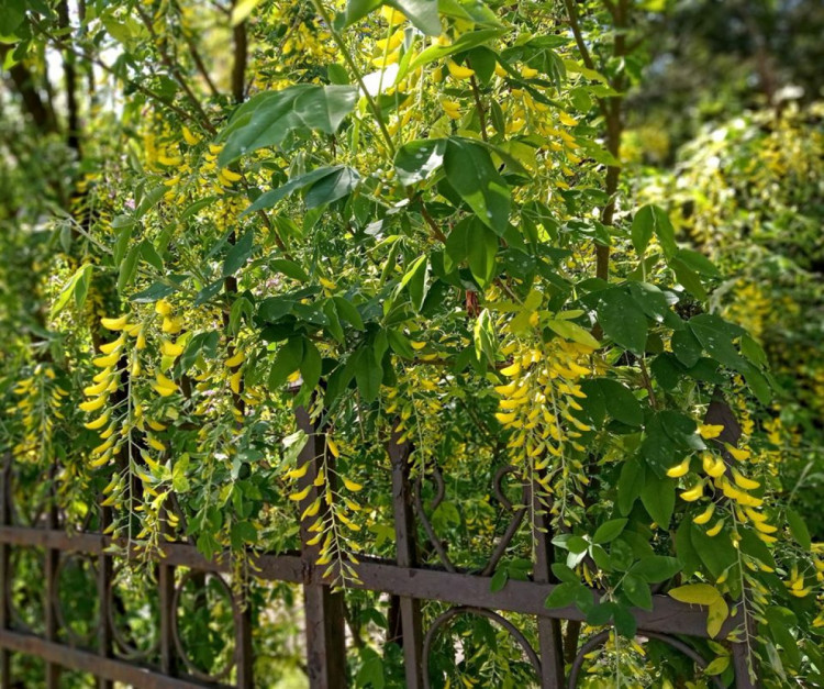 Цвіт золотого дощу