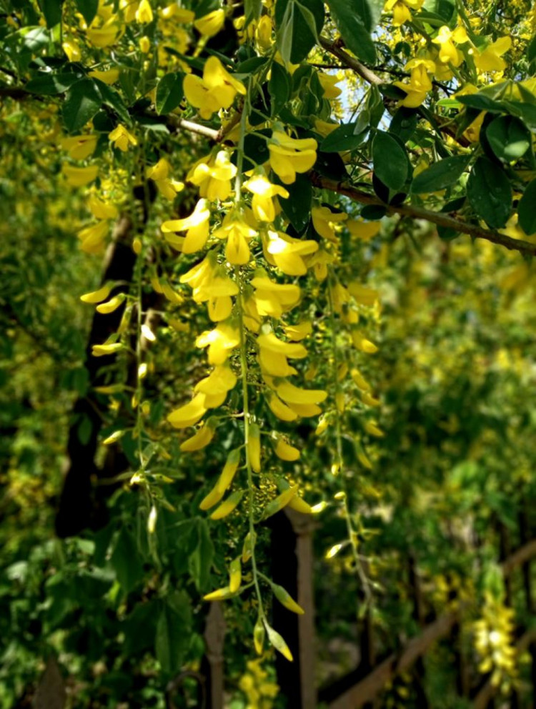 Цвіт золотого дощу