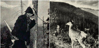 Володимир Пухальський, або фотограф галицького мисливства