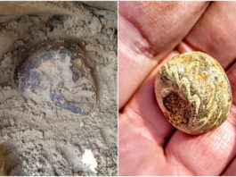 «Хотів набрати піску»: На Львівщині виявили могильник, ймовірно часів Черняхівської культури